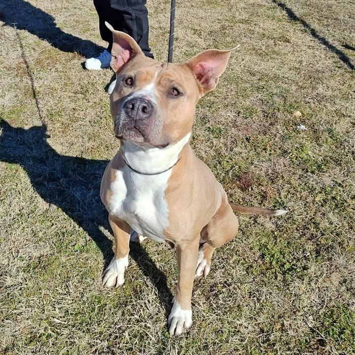 Enlarge Kiki, a Adoptable Pit Bull Terrier in Springdale, AR image 4/6