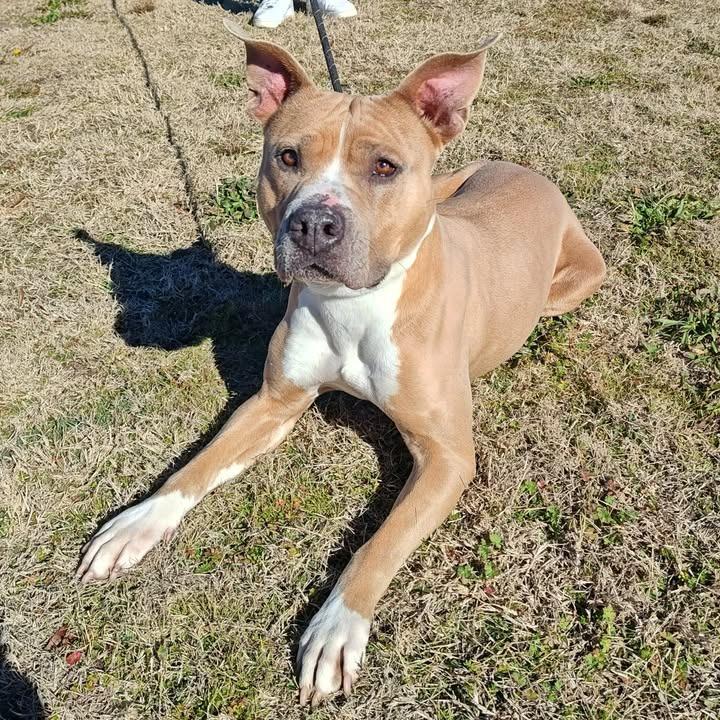 Enlarge Kiki, a Adoptable Pit Bull Terrier in Springdale, AR image 4/6