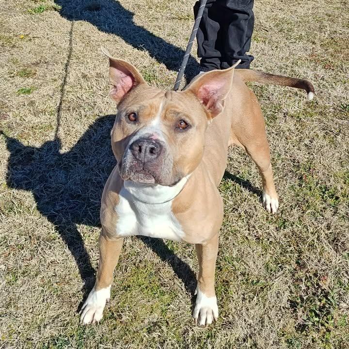 Enlarge Kiki, a Adoptable Pit Bull Terrier in Springdale, AR image 6/6