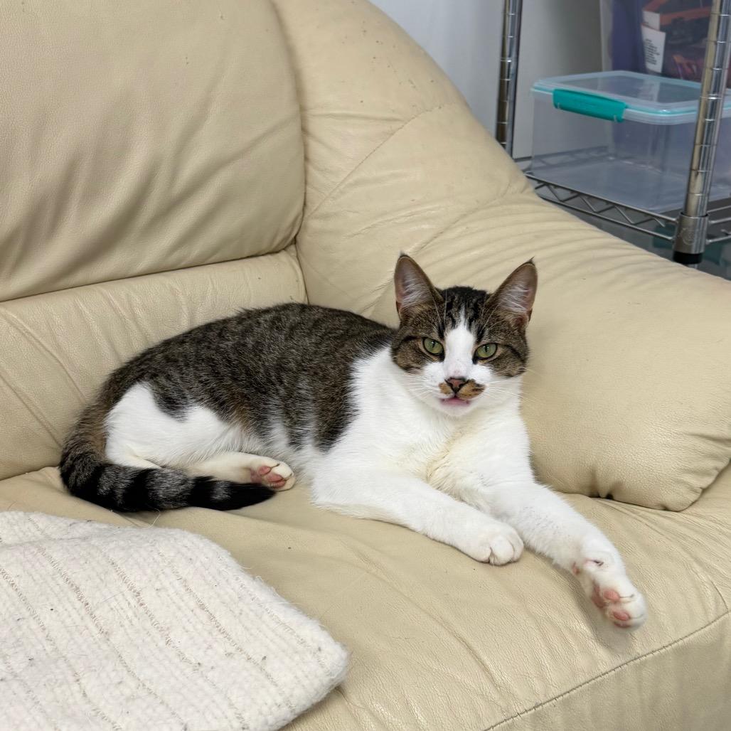 Enlarge Edmund (Holland Cat Cove), a Adoptable Domestic Short Hair in West Olive, MI image 1/2