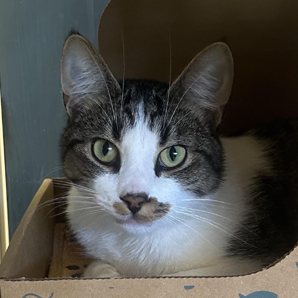 Enlarge Edmund (Holland Cat Cove), a Adoptable Domestic Short Hair in West Olive, MI image 2/2