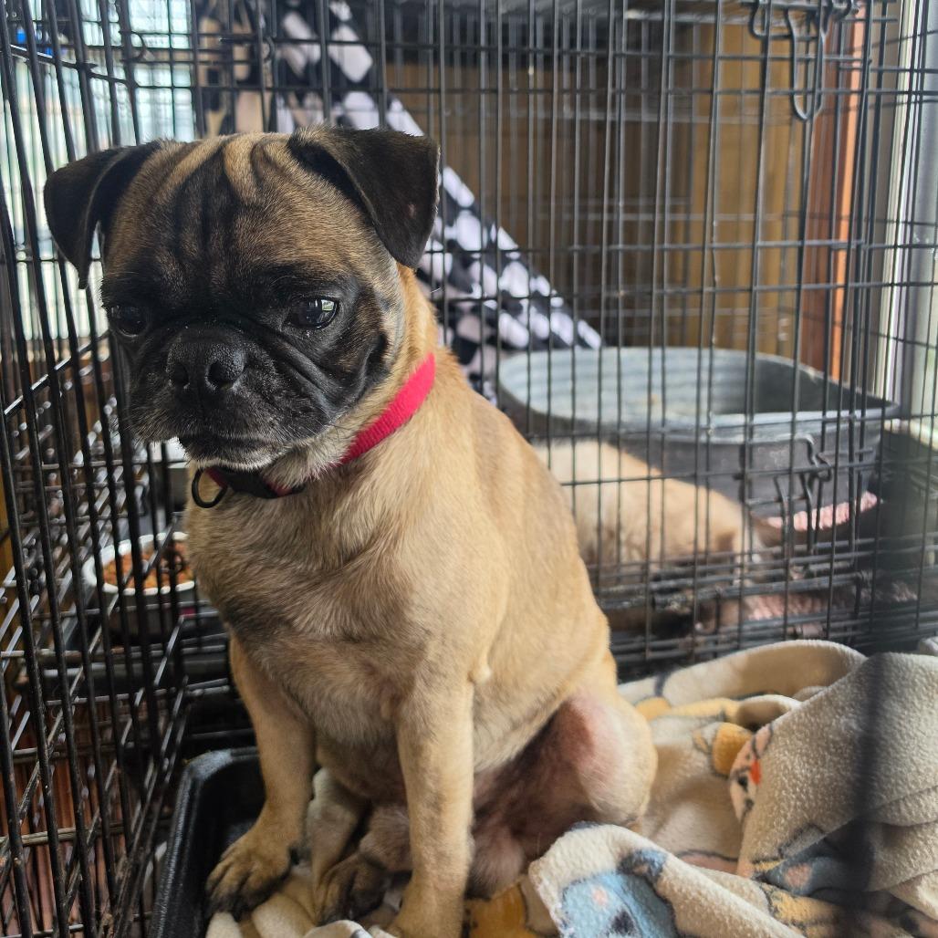 Freddie, Adoptable, Adult Male Pug & Chihuahua.