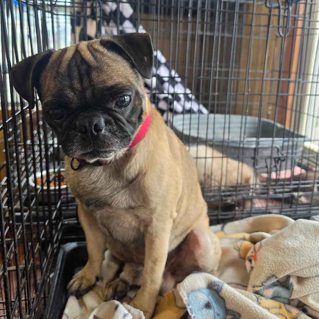 Enlarge Freddie, a Adoptable mixed breed in Pittsburg, KS image 2/2