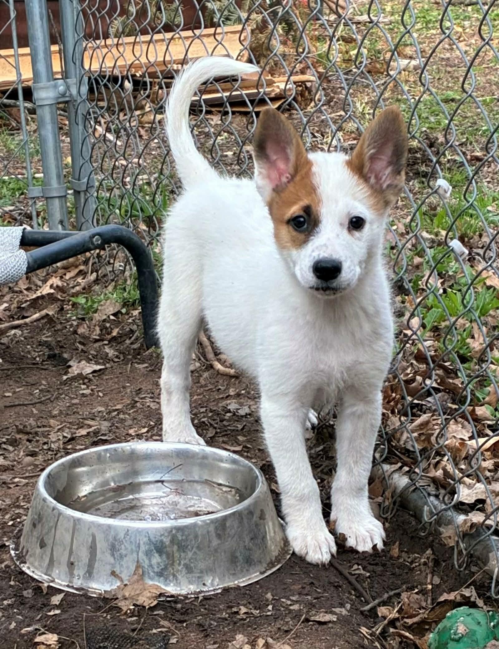 Enlarge Ruby, an adopted mixed breed in Hayward, WI image 1/3