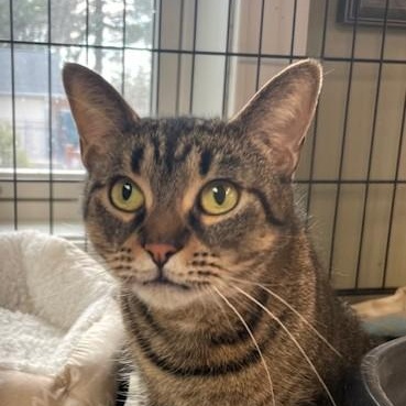 Enlarge Star, a ADOPTABLE Domestic Short Hair in Attleboro, MA image 1/3