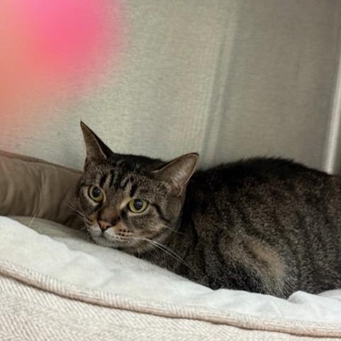 Enlarge Star, a ADOPTABLE Domestic Short Hair in Attleboro, MA image 2/3