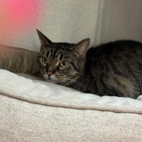 Enlarge Star, a ADOPTABLE Domestic Short Hair in Attleboro, MA image 3/3