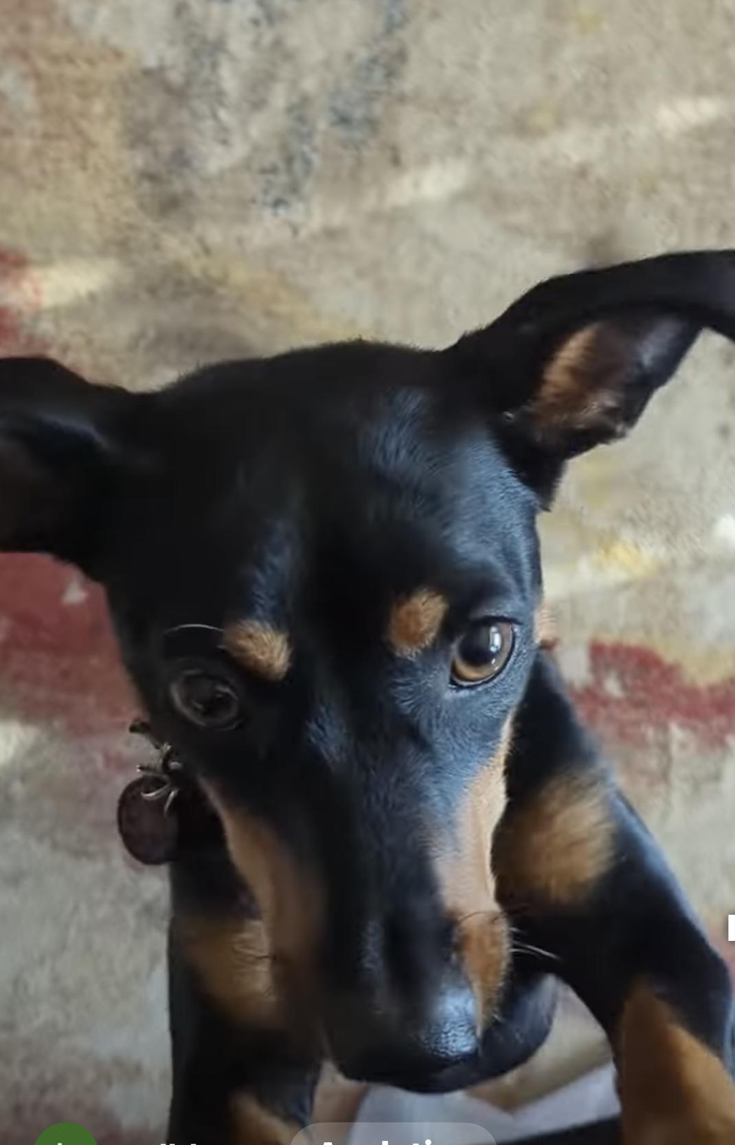 Holly, ADOPTABLE, Young Female Miniature Pinscher.