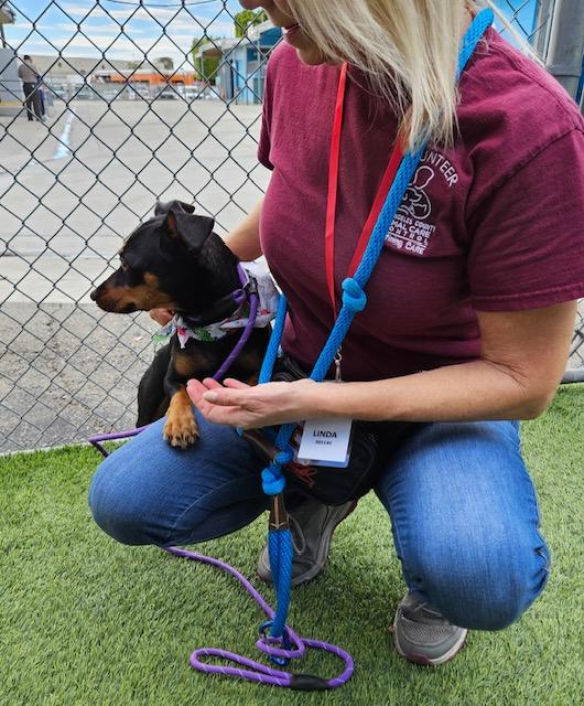 Enlarge Holly, a ADOPTABLE Miniature Pinscher in Carlsbad, CA image 2/6