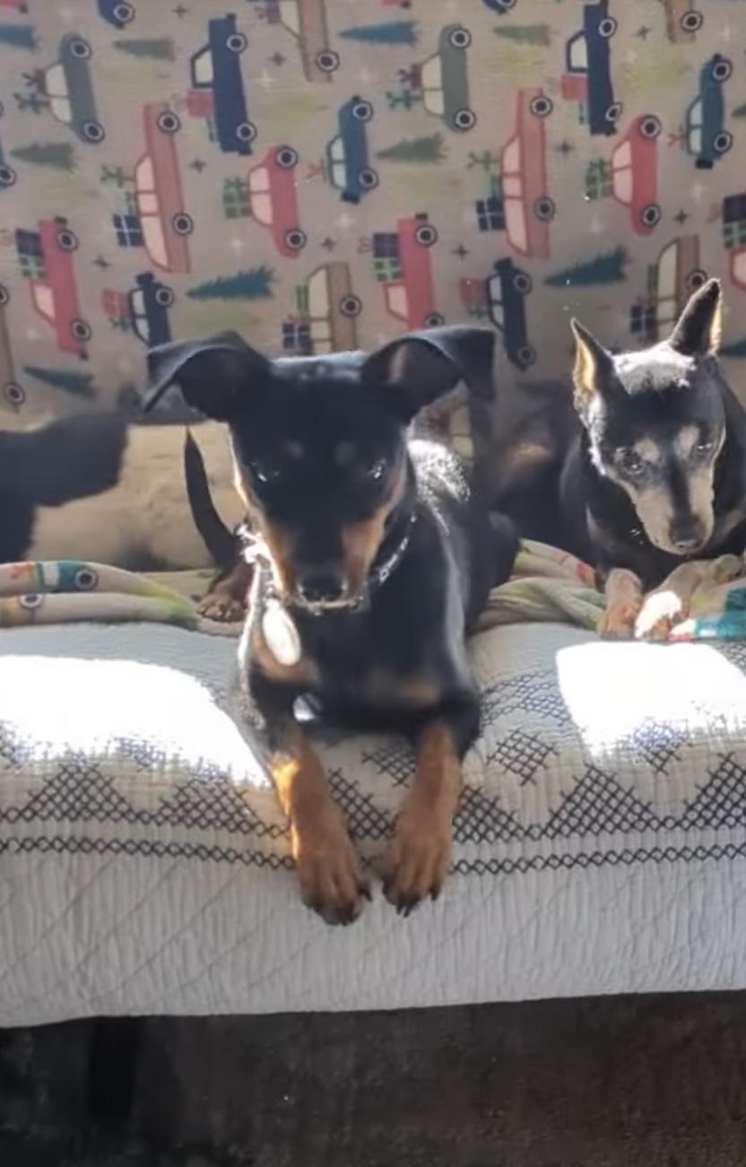 Enlarge Holly, a ADOPTABLE Miniature Pinscher in Carlsbad, CA image 3/6