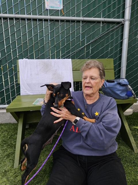 Enlarge Holly, a ADOPTABLE Miniature Pinscher in Carlsbad, CA image 4/6