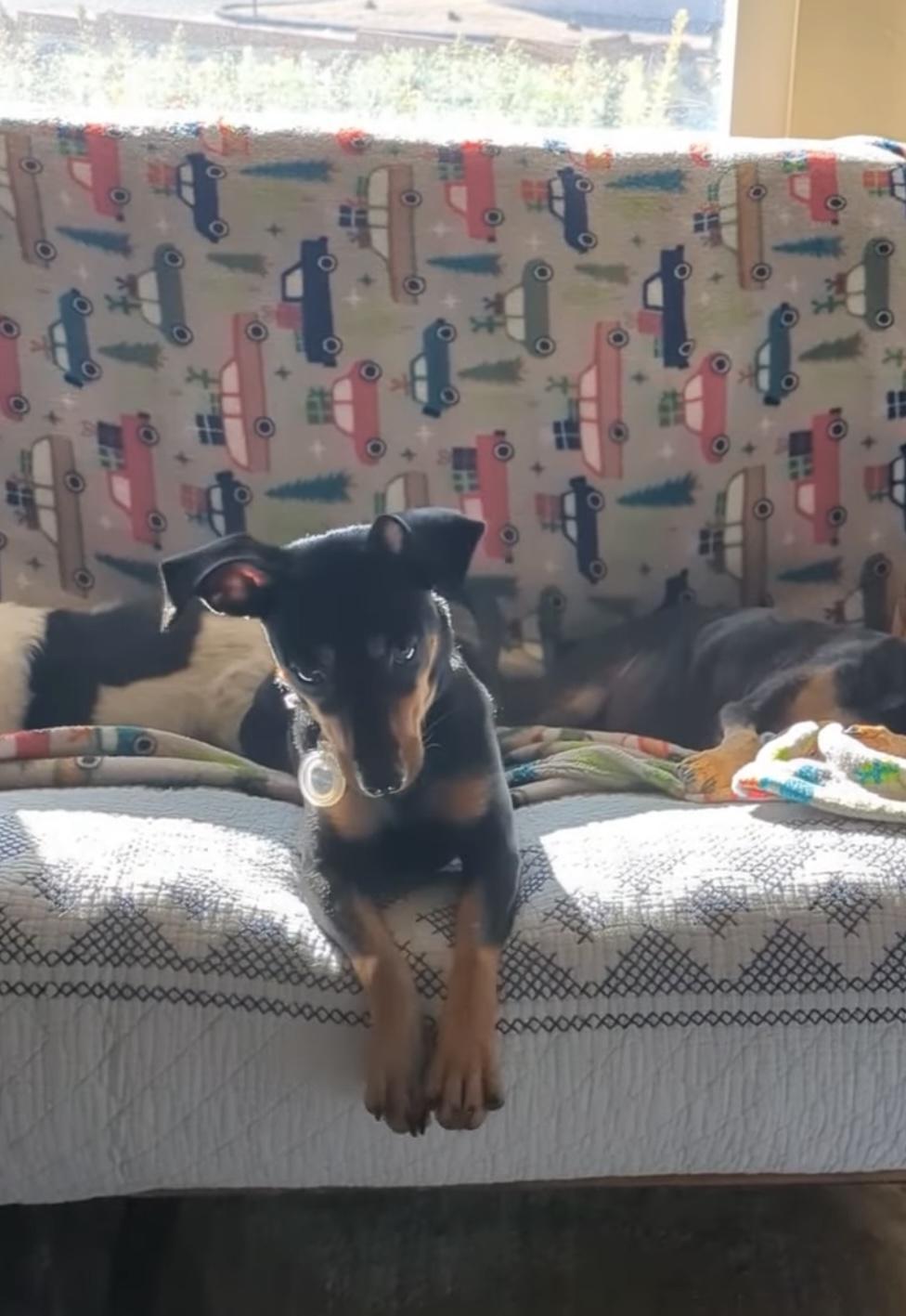 Enlarge Holly, a ADOPTABLE Miniature Pinscher in Carlsbad, CA image 5/6