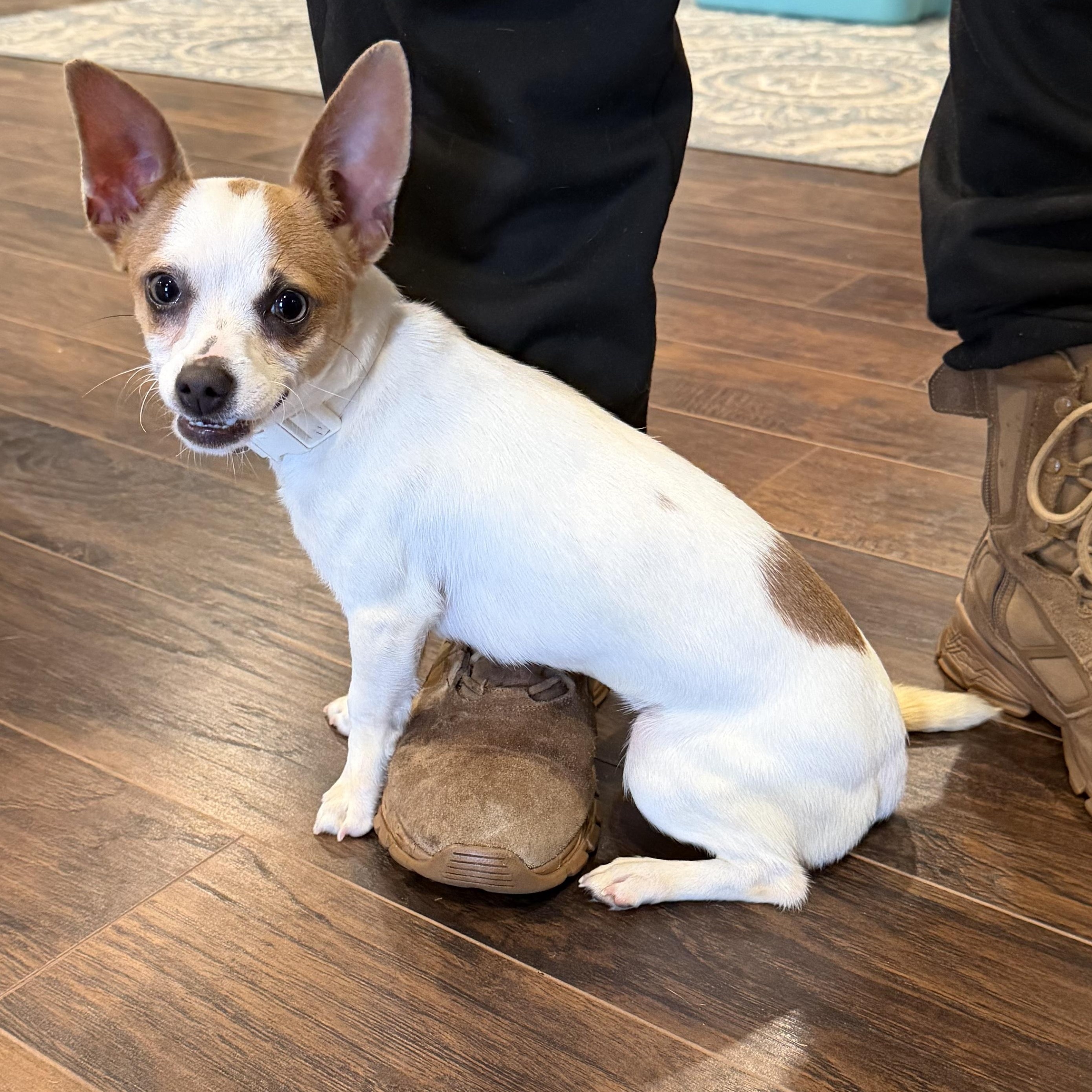 Rebel, Adoptable, Puppy Female Mixed Breed.