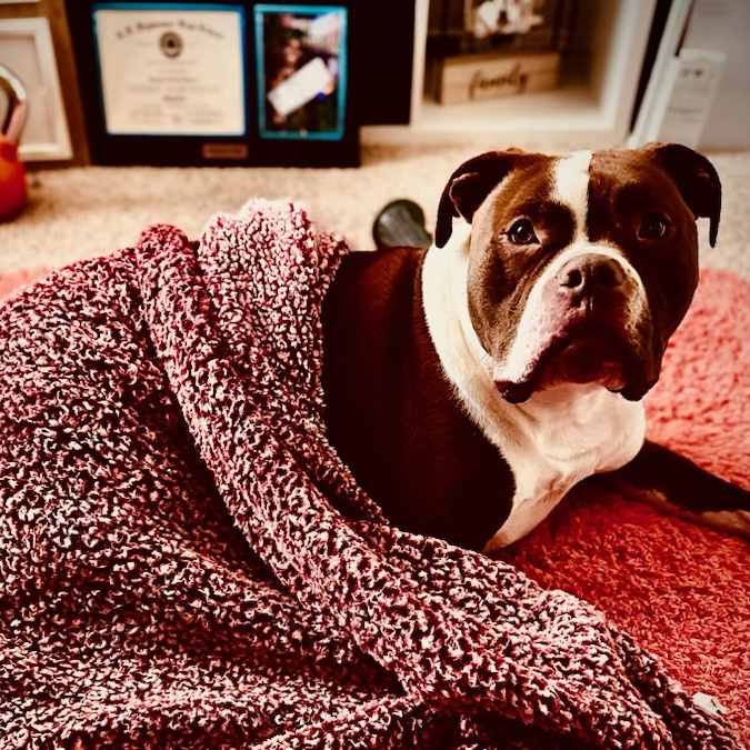 Beau, a Adoptable mixed breed in Houston, TX image 5/6