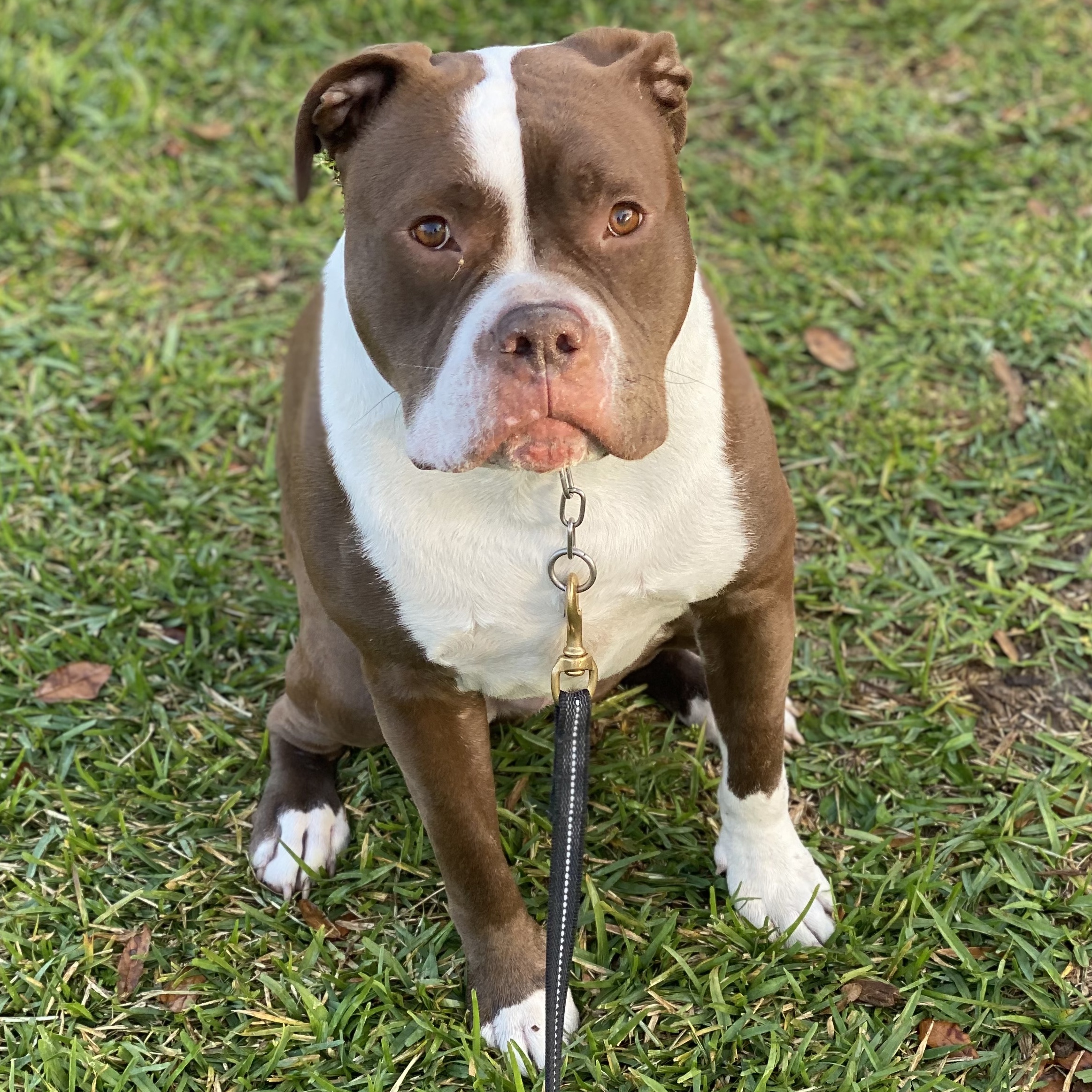 Beau, a Adoptable mixed breed in Houston, TX image 4/6