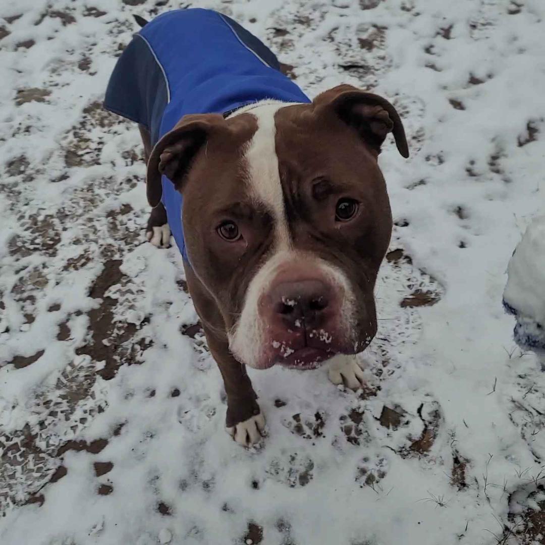 Beau, a Adoptable mixed breed in Houston, TX image 2/6