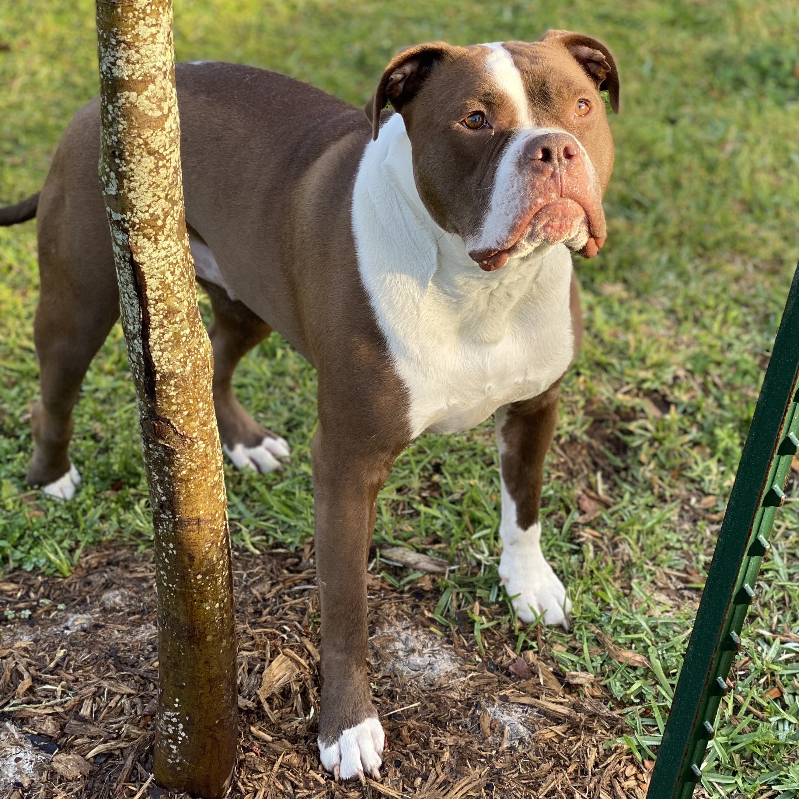 Beau, a Adoptable mixed breed in Houston, TX image 3/6