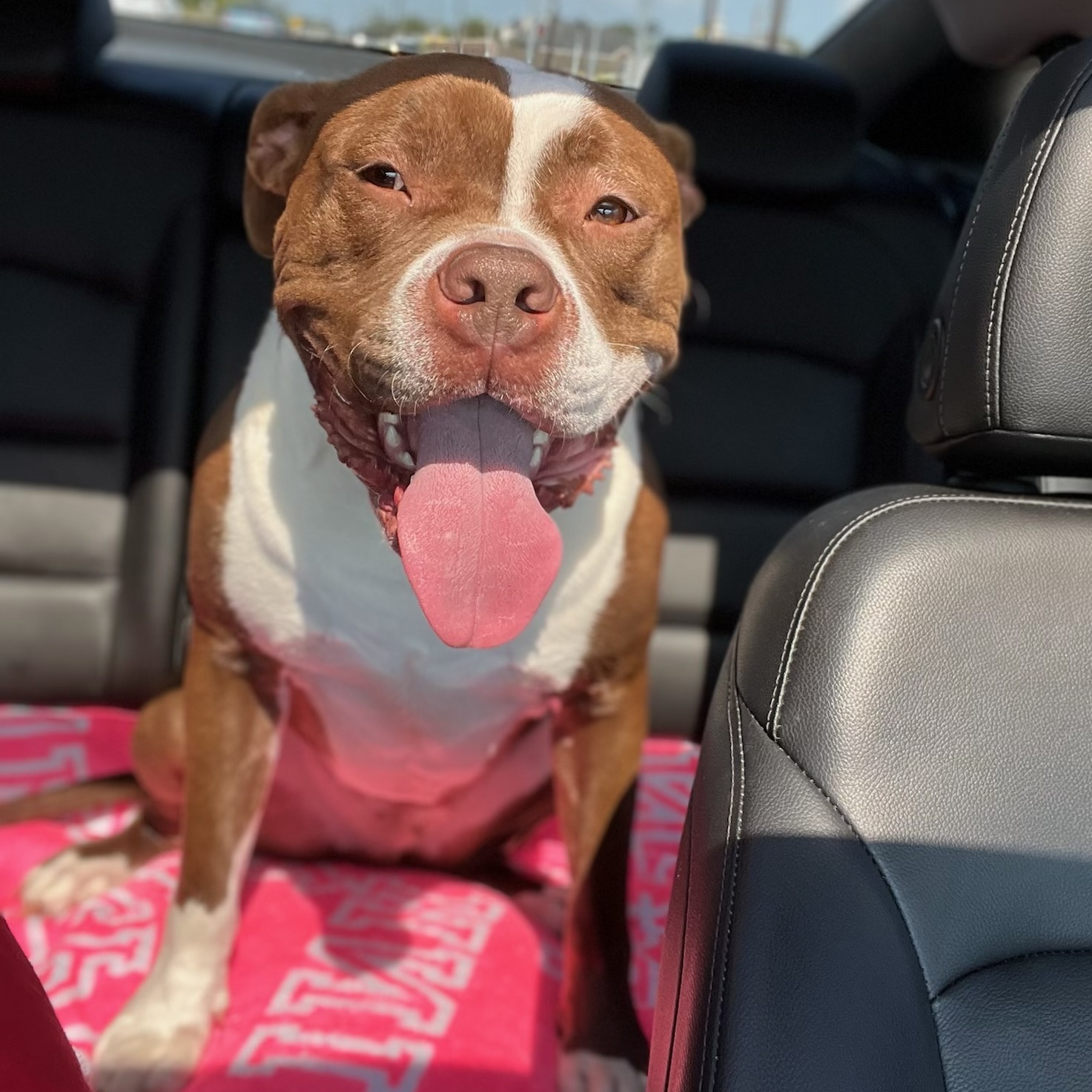 Beau, Adoptable, Adult Male Staffordshire Bull Terrier.