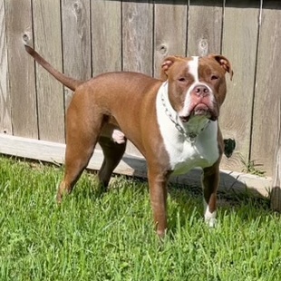 Beau, a Adoptable mixed breed in Houston, TX image 6/6