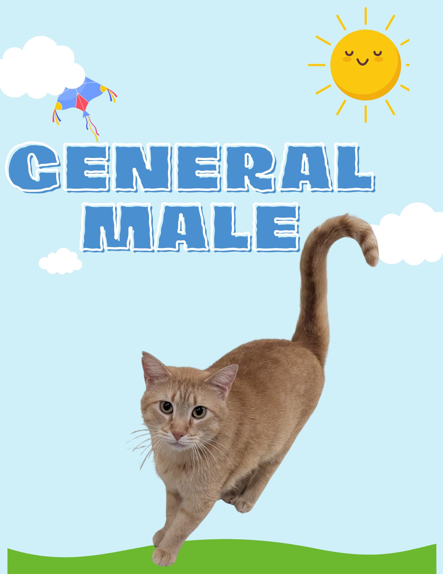General, Adoptable, Adult Male Domestic Short Hair.