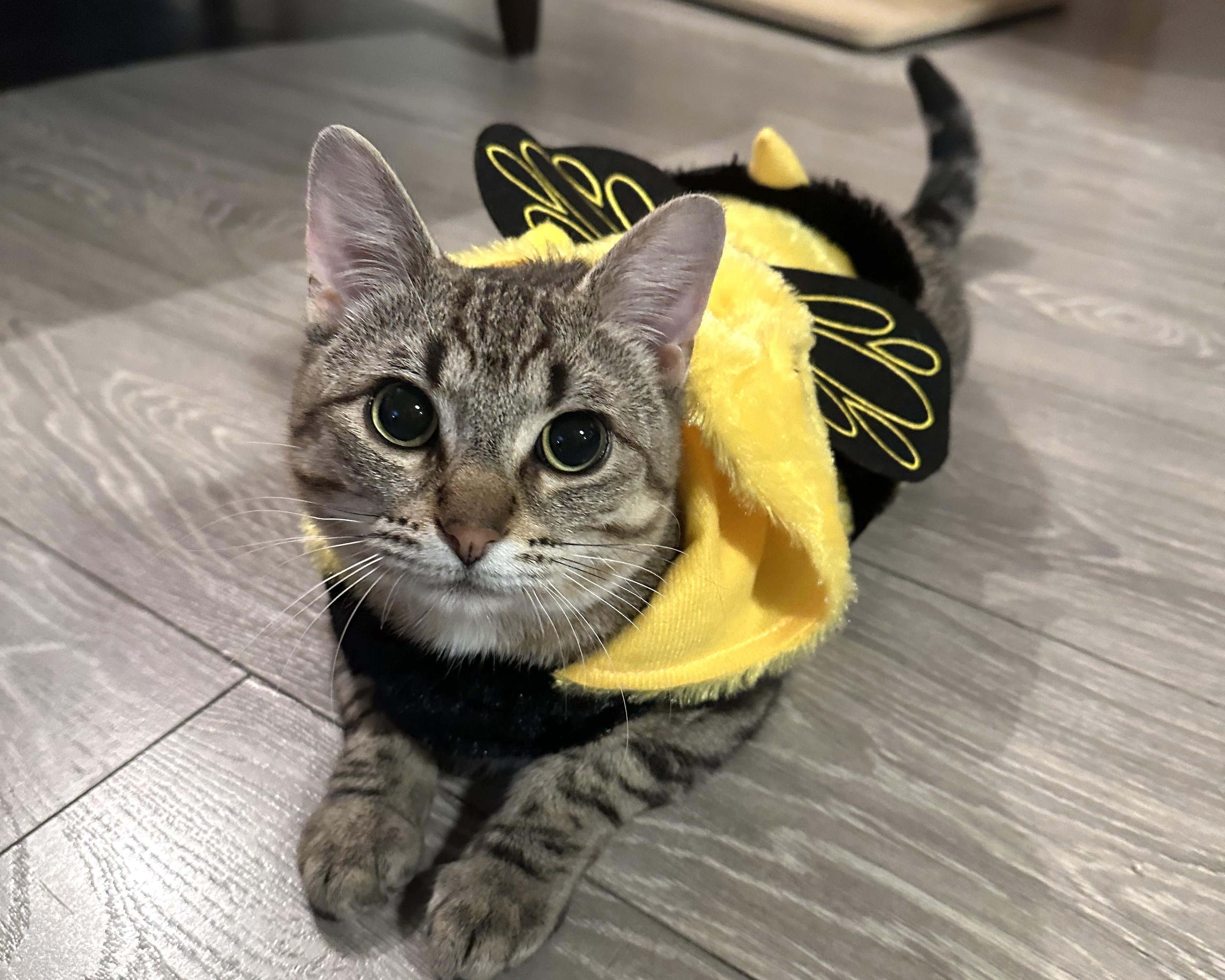 Frankie, an adopted Tabby in Stoney Creek, ON image 3/3