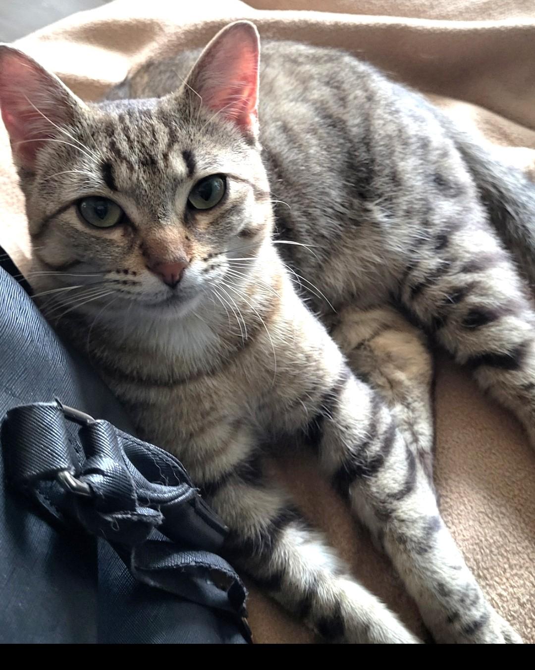 Frankie, an adopted Tabby in Stoney Creek, ON image 2/3