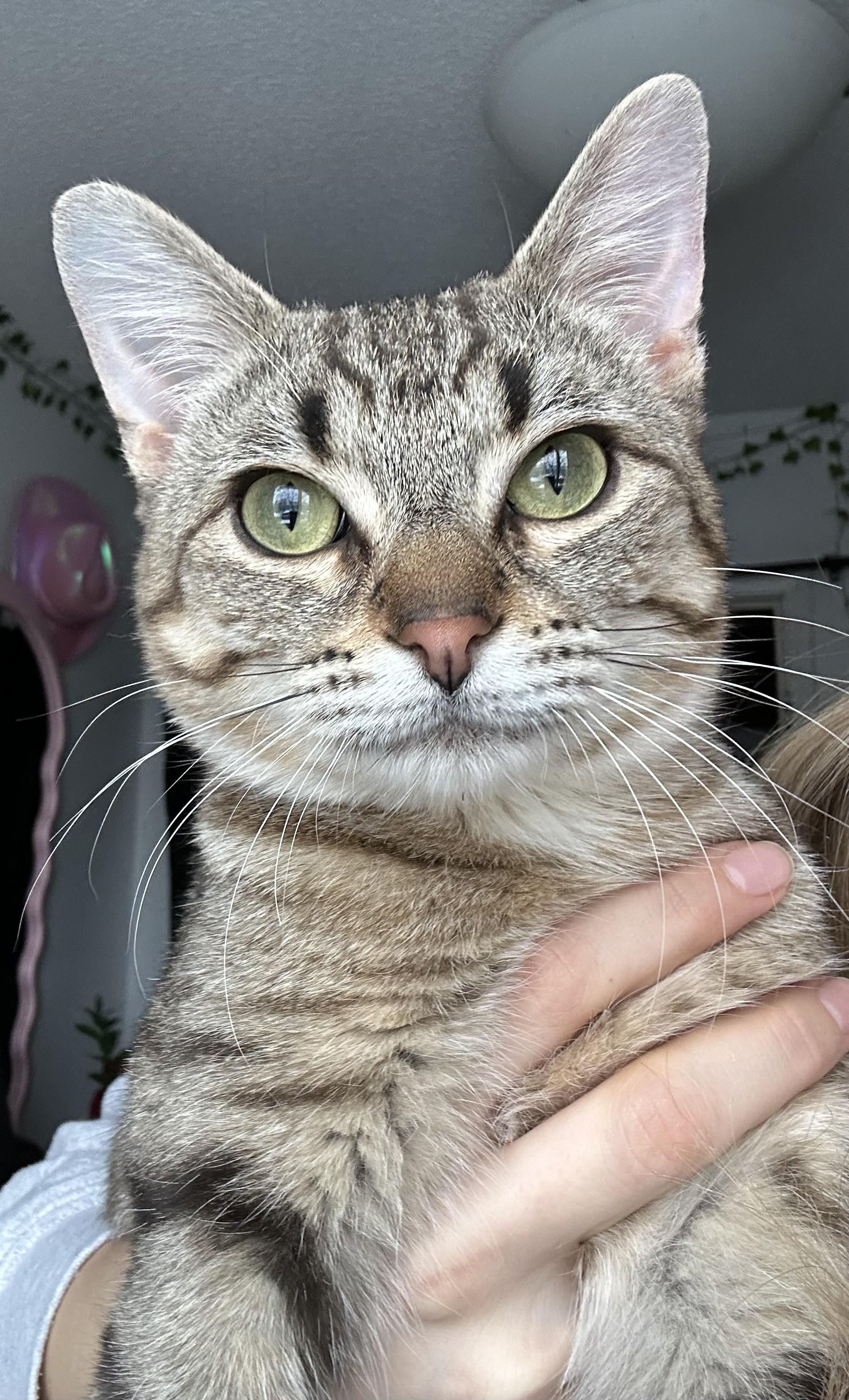 Frankie, an adopted Tabby in Stoney Creek, ON image 1/3