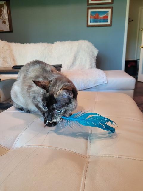 Lemon, Adoptable, Young Female Siamese.