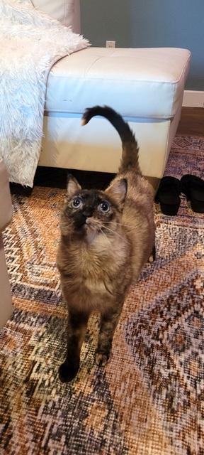 Enlarge Lemon, a Adoptable Siamese in Portland, OR image 2/4