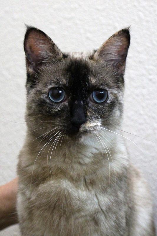 Enlarge Lemon, a Adoptable Siamese in Portland, OR image 2/6