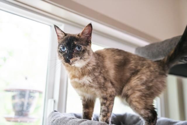 Enlarge Lemon, a Adoptable Siamese in Portland, OR image 3/6
