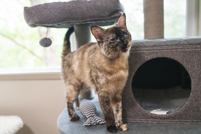 Enlarge Lemon, a Adoptable Siamese in Portland, OR image 4/6