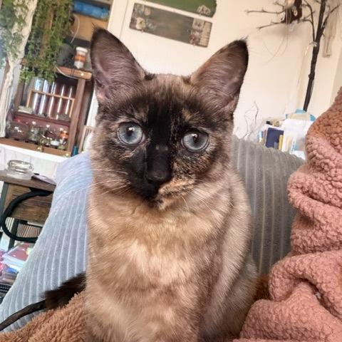Enlarge Lemon, a Adoptable Siamese in Portland, OR image 3/4