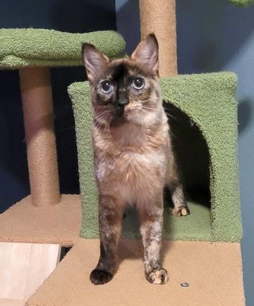 Enlarge Lemon, a Adoptable Siamese in Portland, OR image 4/4