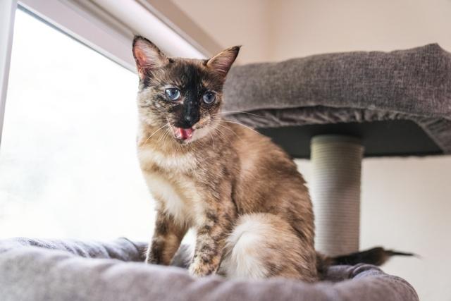 Enlarge Lemon, a Adoptable Siamese in Portland, OR image 6/6