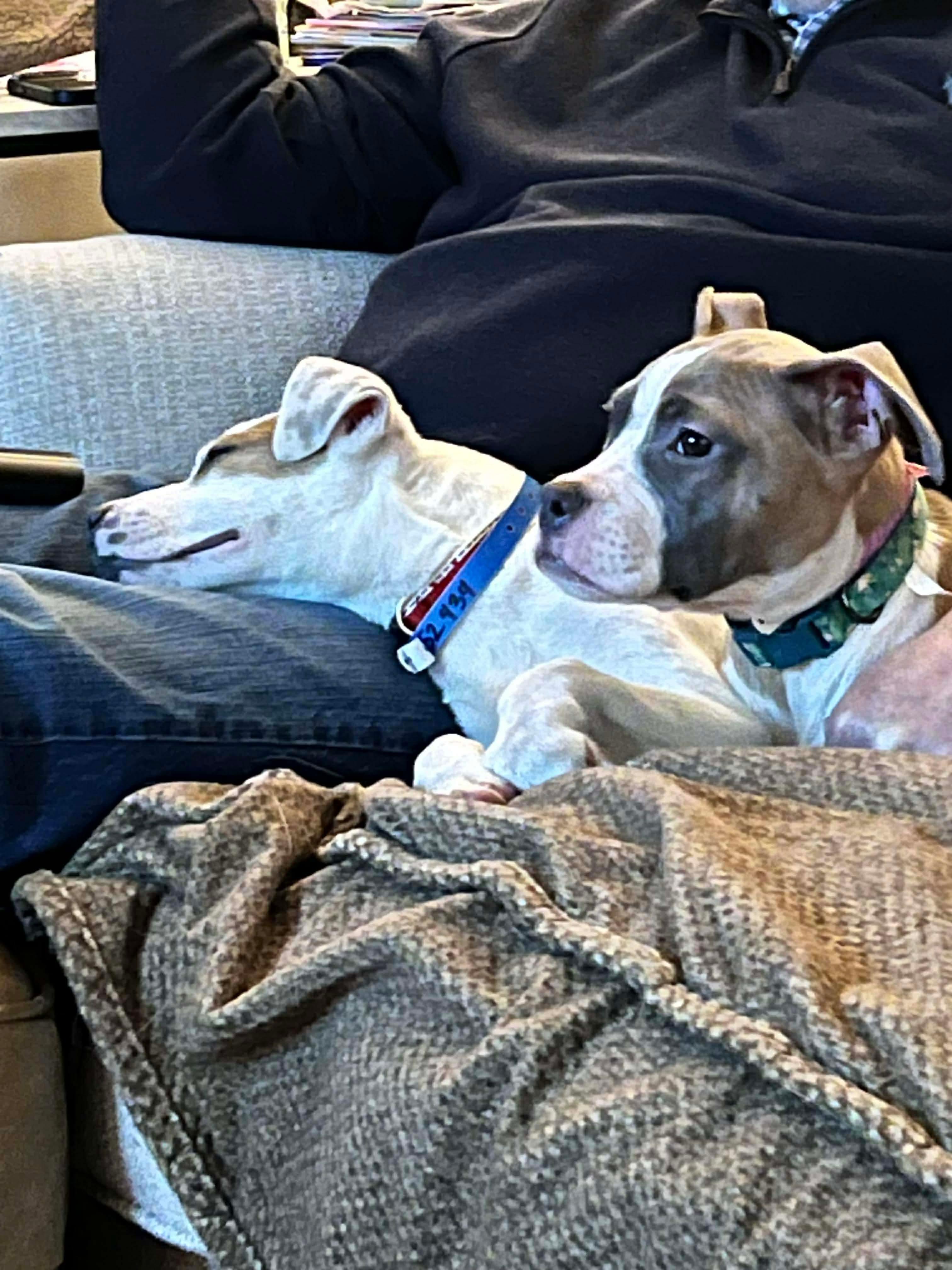 Huey, Adoptable, Puppy Male American Staffordshire Terrier.