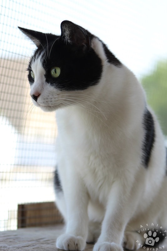 Simon, Adoptable, Adult Male Tuxedo.