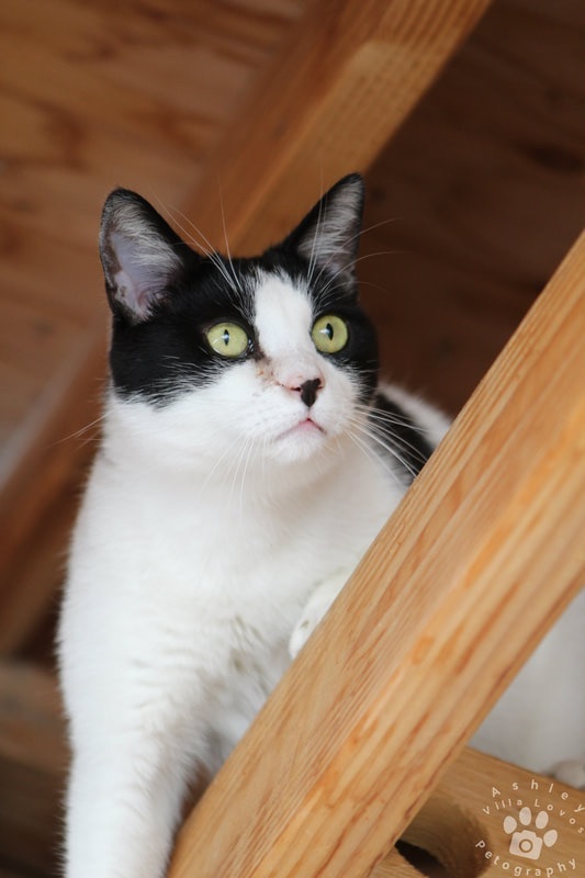 Enlarge Simon, a Adoptable Tuxedo in Mira Loma, CA image 2/9