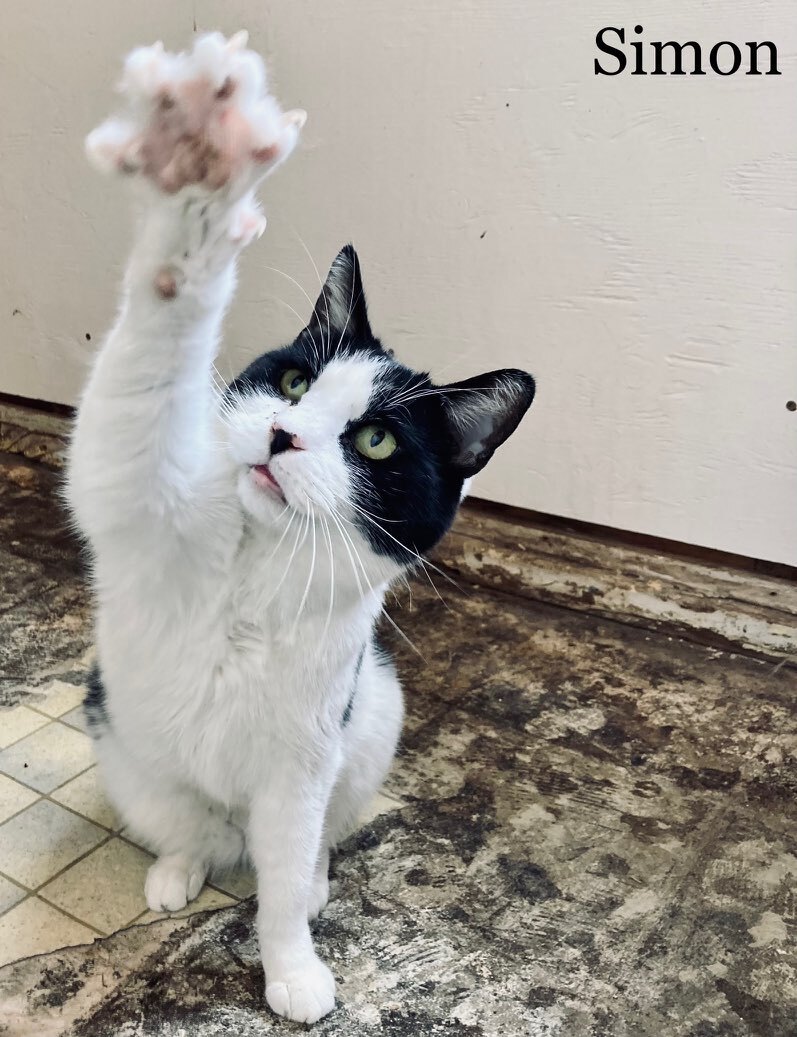 Enlarge Simon, a Adoptable Tuxedo in Mira Loma, CA image 3/9