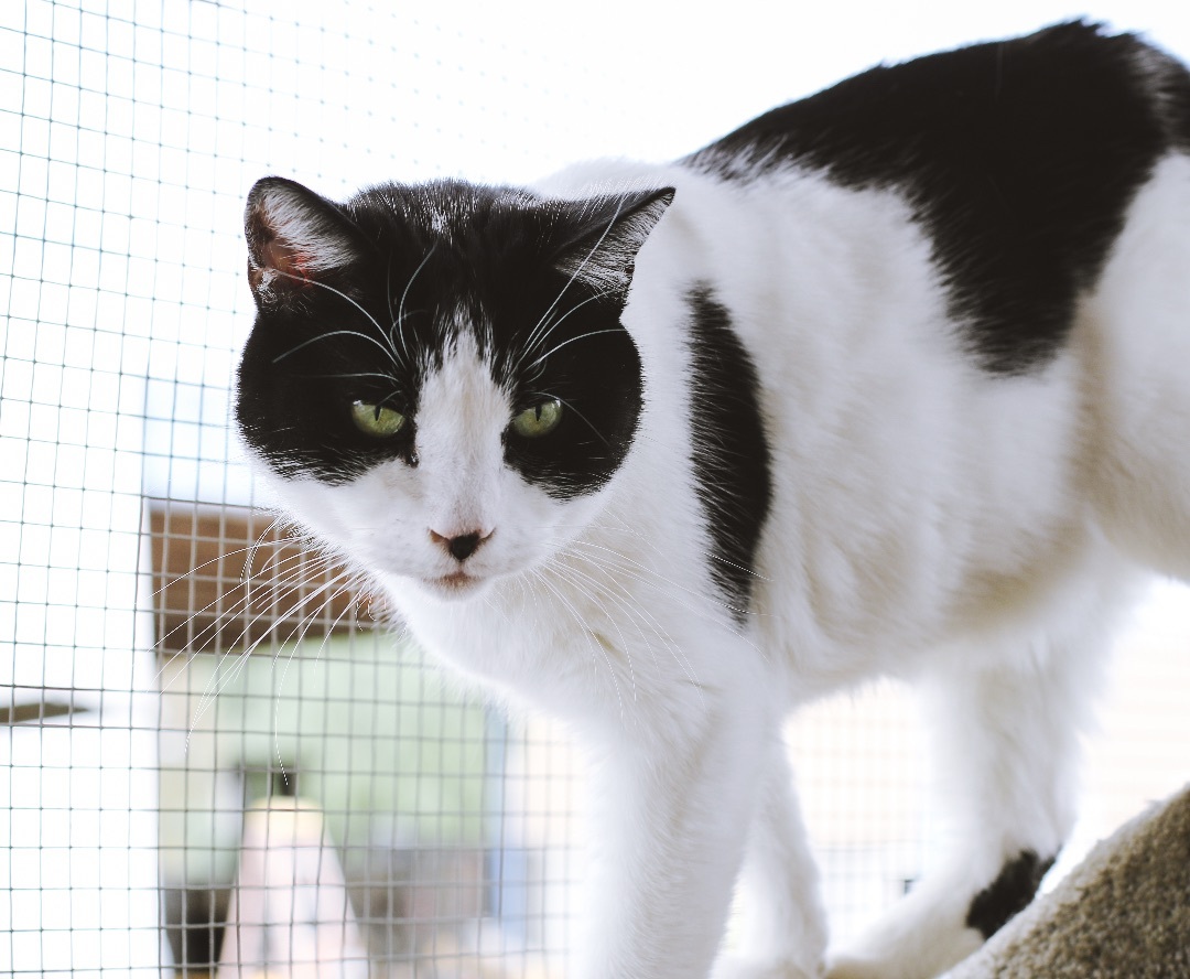 Simon, Adoptable, Adult Male Tuxedo.