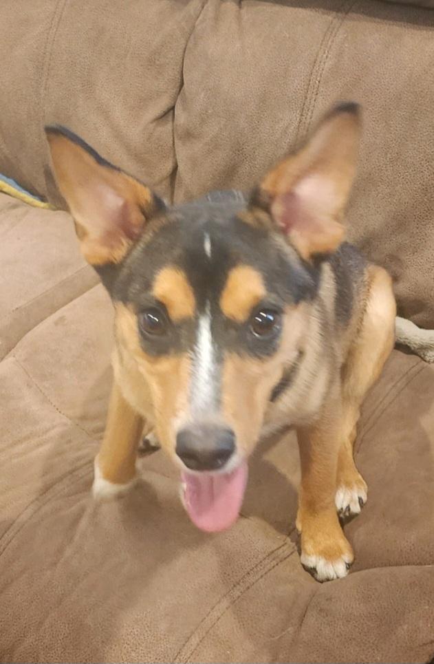 Logan, Adoptable, Young Male Jack Russell Terrier & Beagle.