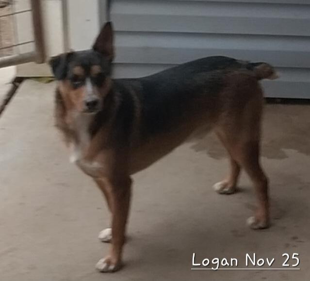 Logan — thumbnail 2