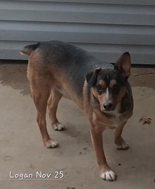 Enlarge Logan, a Adoptable mixed breed in New Franklin, OH image 3/4