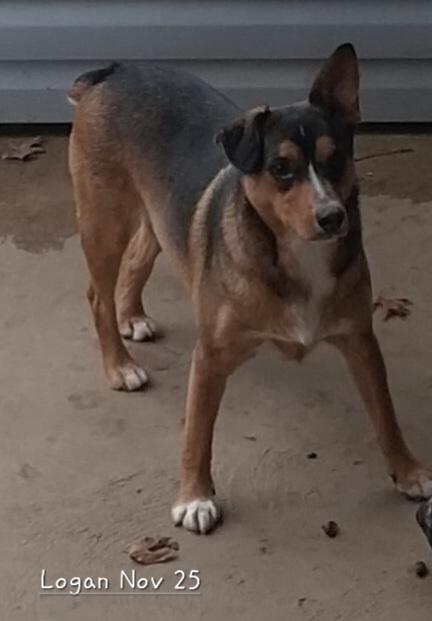 Enlarge Logan, a Adoptable mixed breed in New Franklin, OH image 4/4