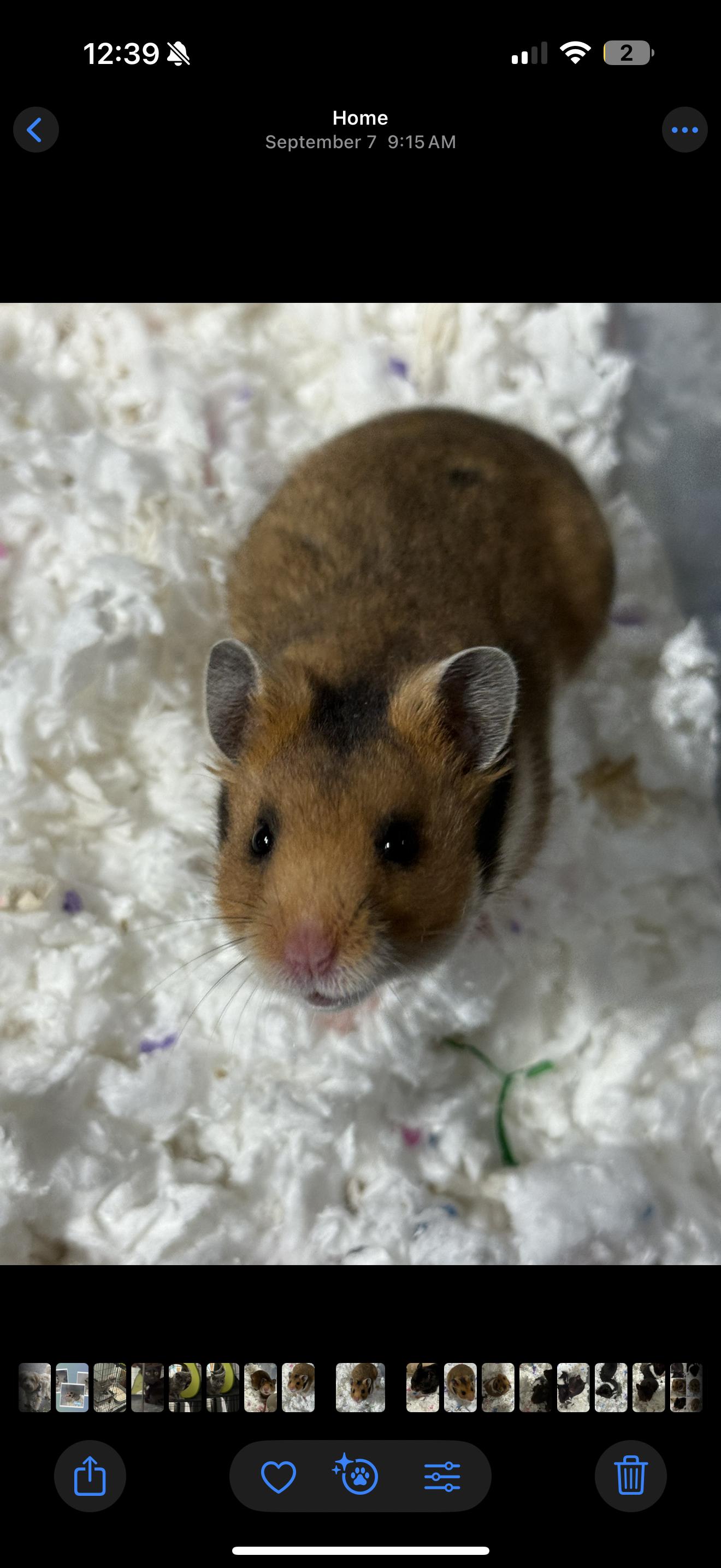 Oat Milk