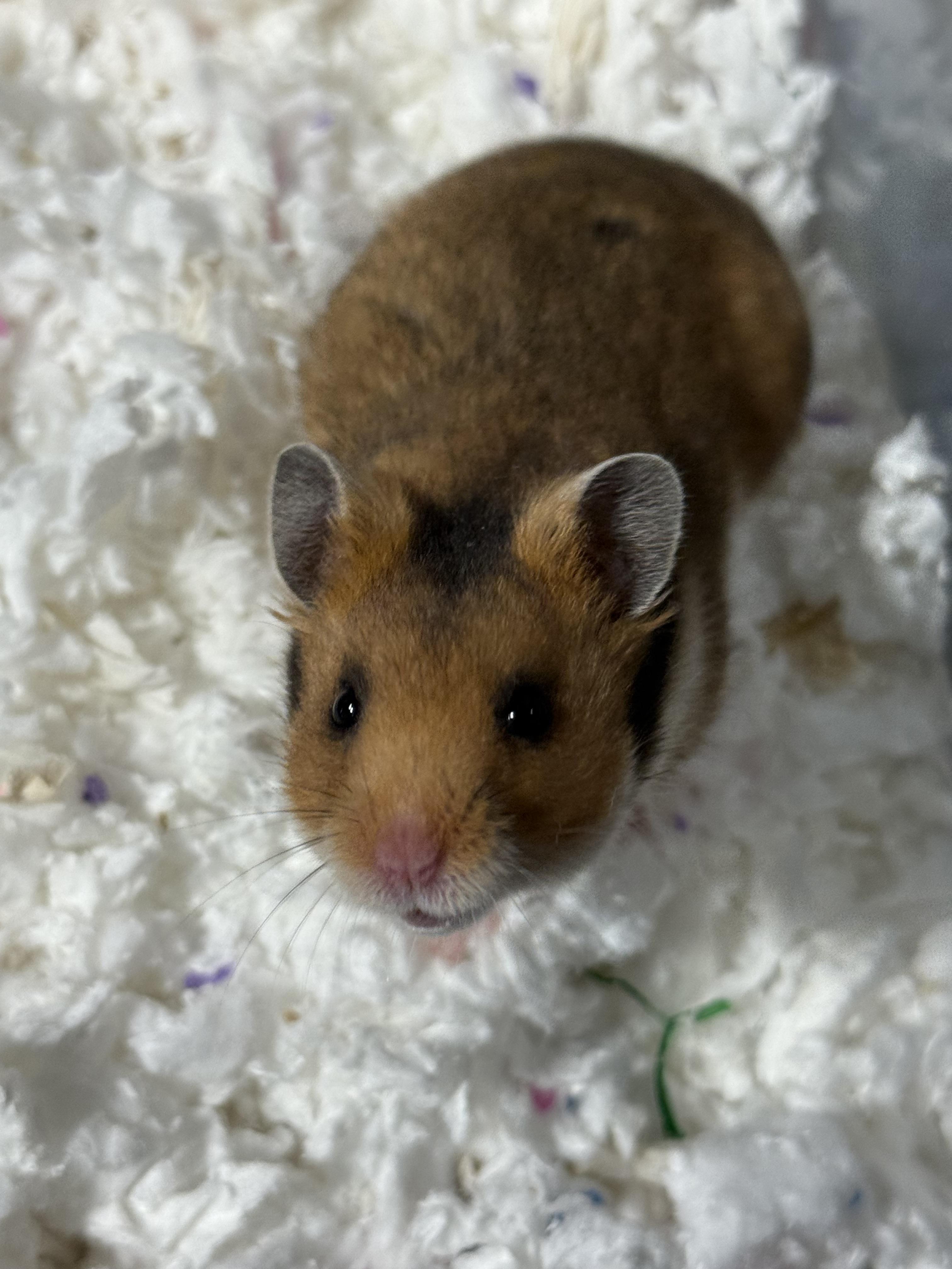 Enlarge Oat Milk, a Adoptable Hamster in Medford, NY image 1/1