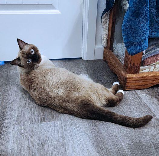 Enlarge Pursephanie, a Adoptable Snowshoe in Anaheim Hills, CA image 2/3