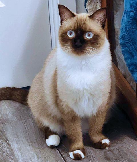 Enlarge Pursephanie, a Adoptable Snowshoe in Anaheim Hills, CA image 3/3