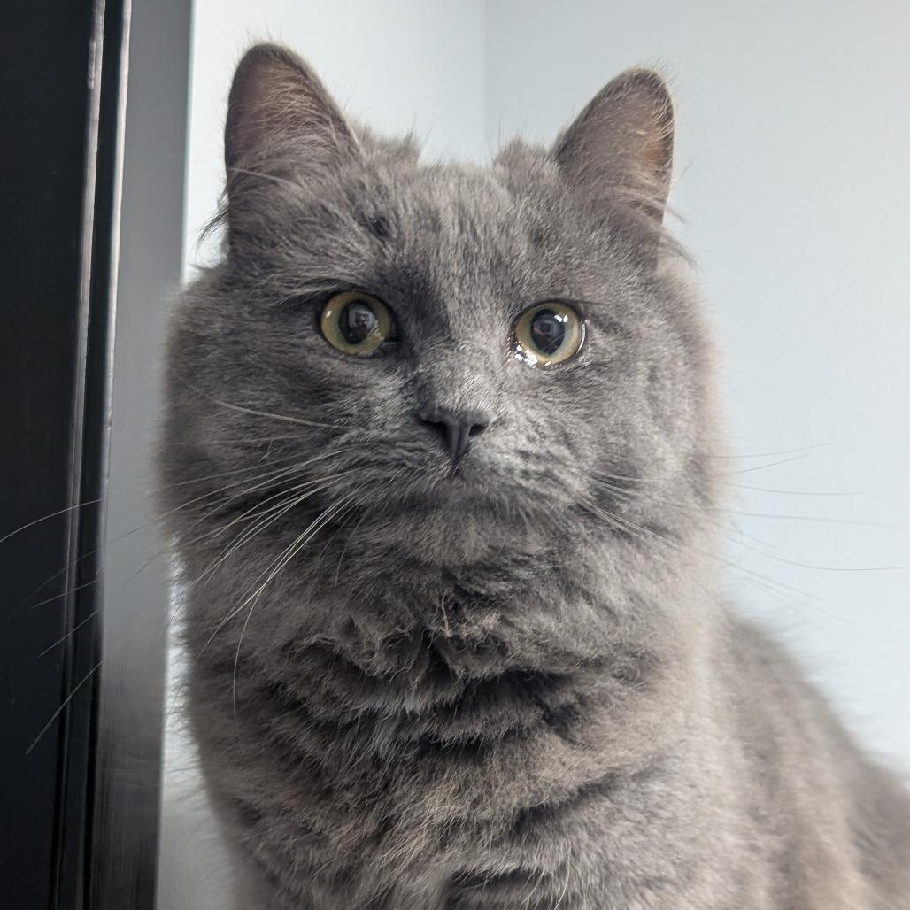 Enlarge Edric, a Adoptable Domestic Long Hair in Watertown, NY image 1/1
