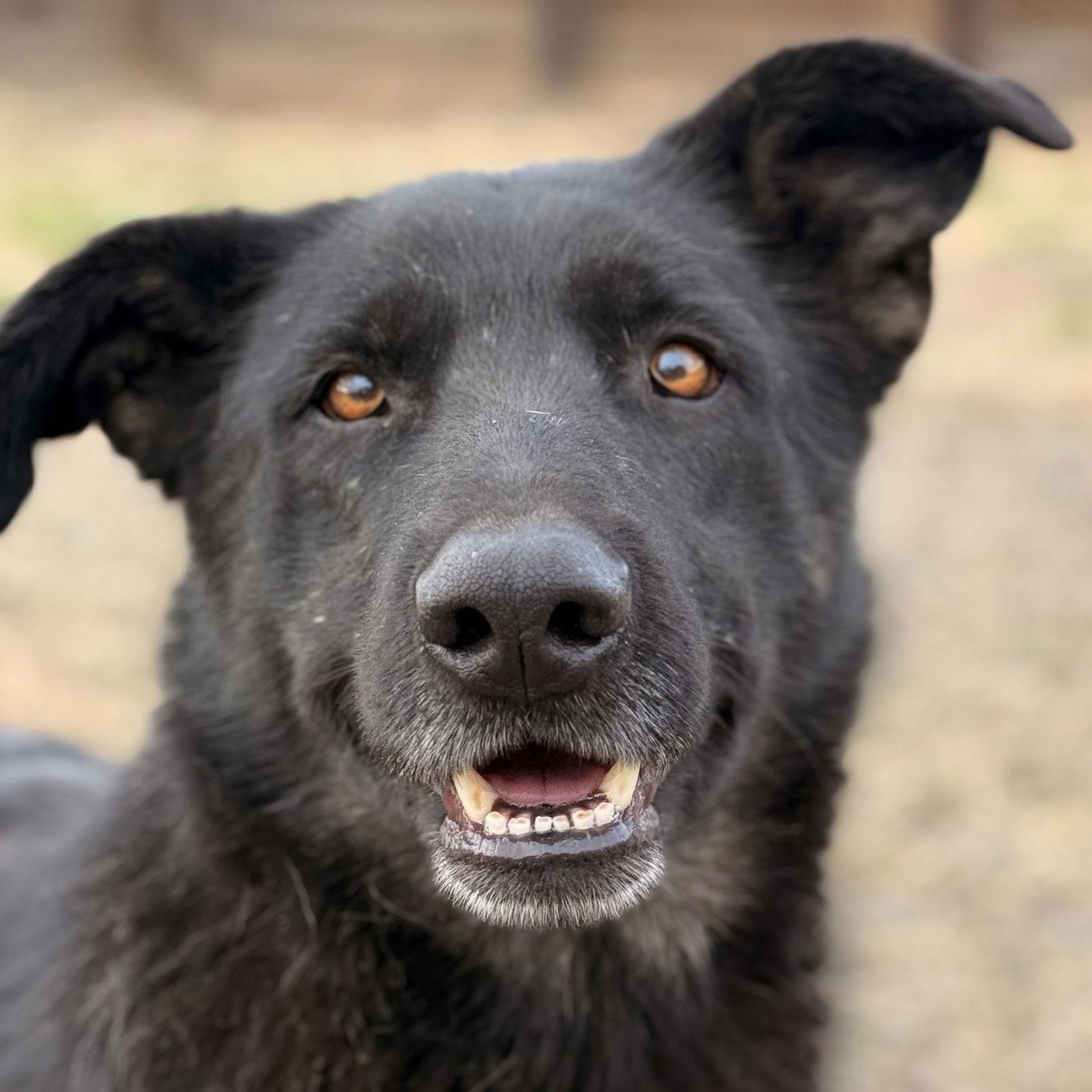 Rosie, Adoptable, Adult Female German Shepherd Dog & Australian Kelpie.